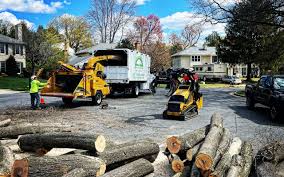 Reliable Amador Pines, CA Tree Services Solutions