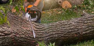 Best Tree Mulching  in Amador Pines, CA