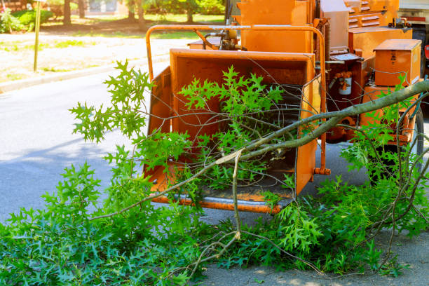 Best Tree and Shrub Care  in Amador Pines, CA