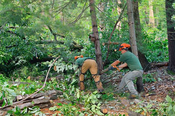 Best Tree Risk Assessment  in Amador Pines, CA